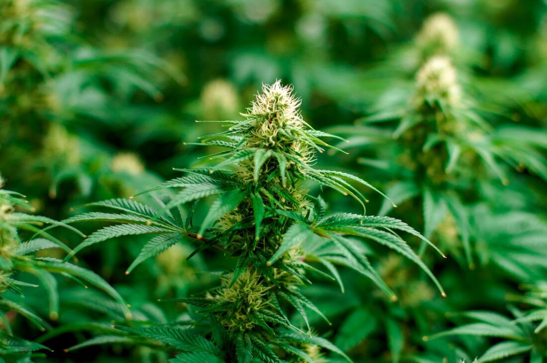 Maximizing Cannabis Growth: Best Fertilizers for Cannabis