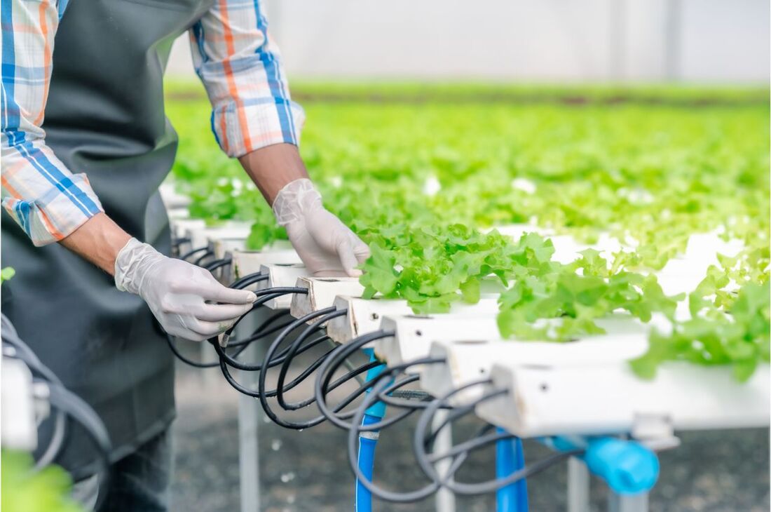 5 Mistakes Made in Hydroponic Systems